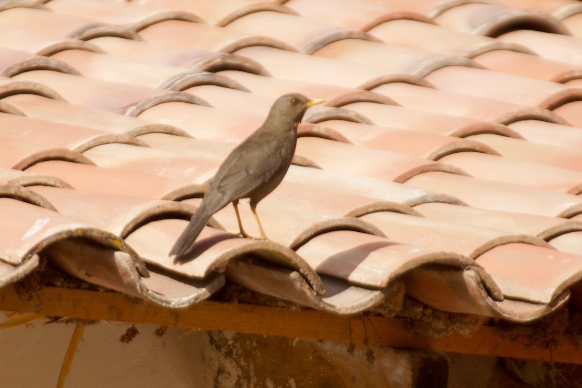 Chiguanco Thrush - Jan Cubilla