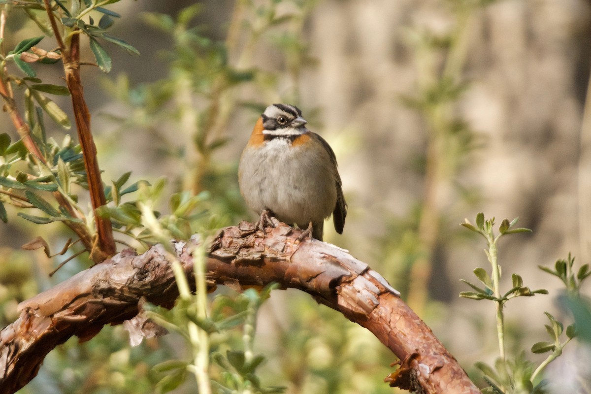 Rufous-collared Sparrow (Rufous-collared) - ML498497011