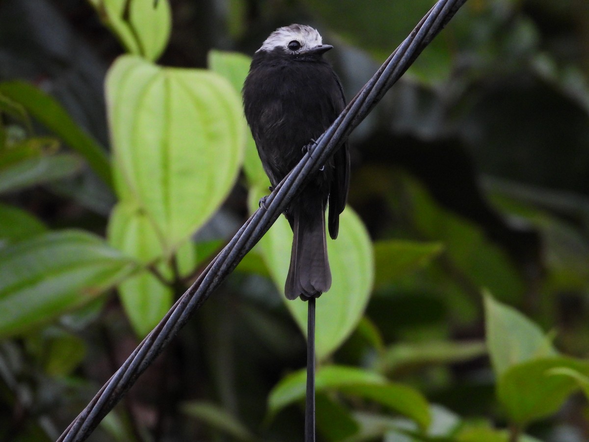 Long-tailed Tyrant - ML498497201