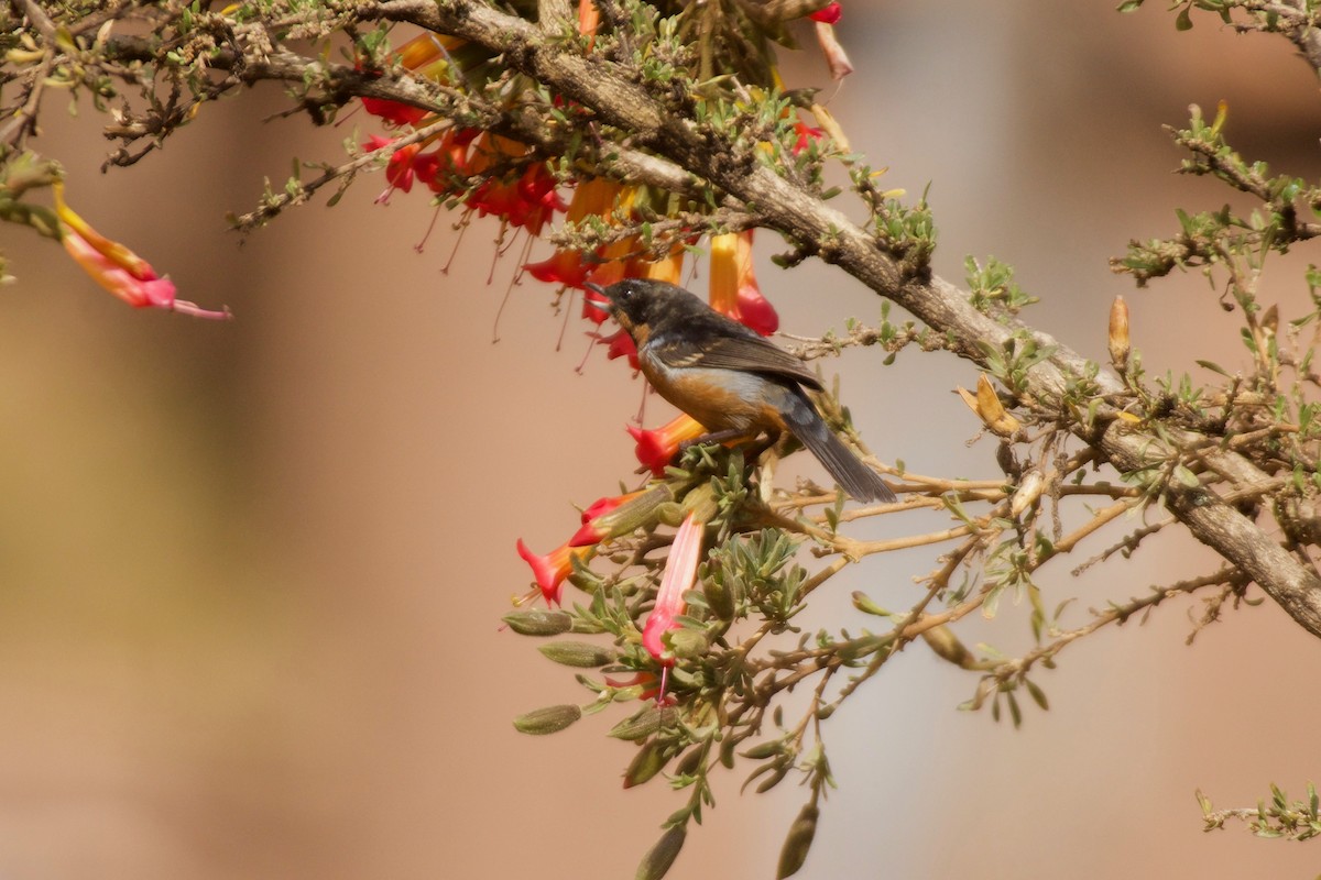 Black-throated Flowerpiercer - Jan Cubilla