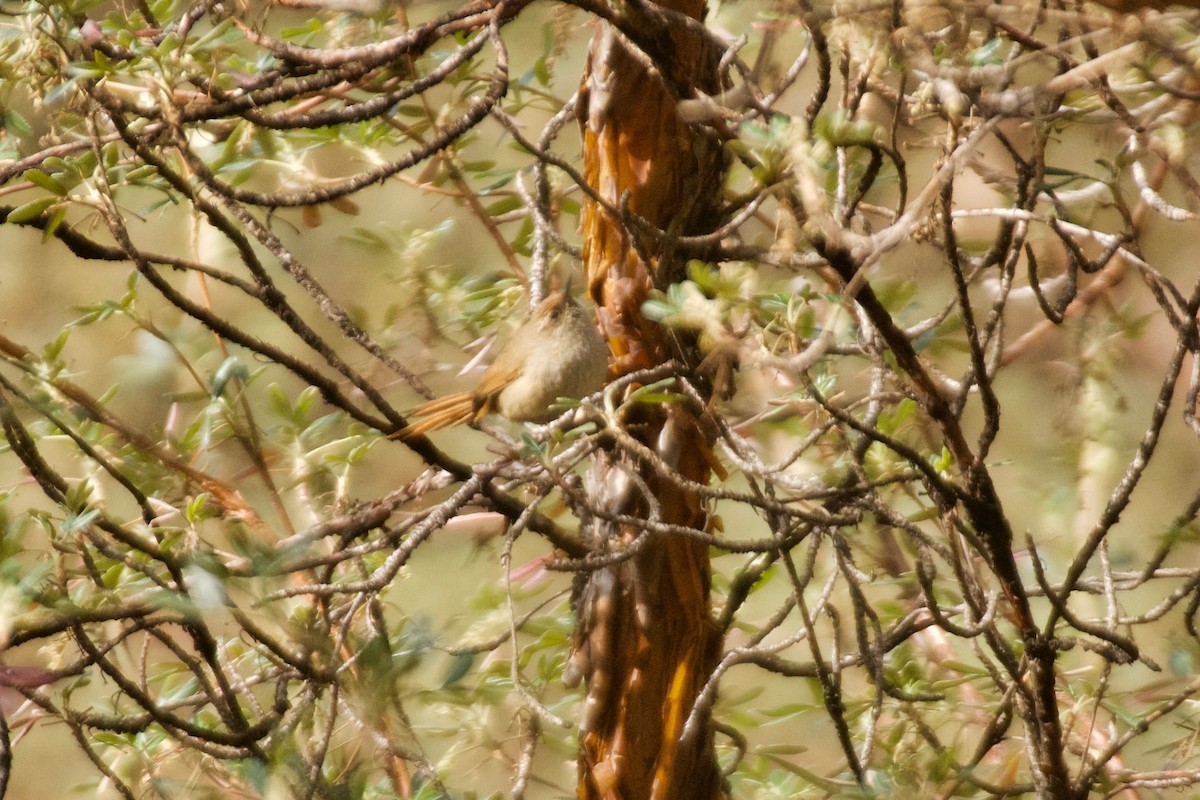 Rusty-fronted Canastero - ML498498021