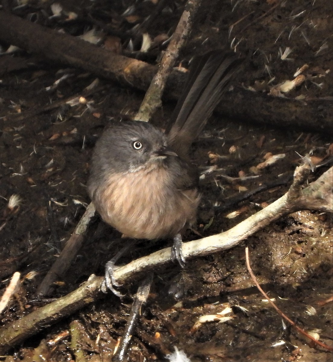 Wrentit - ML498499311