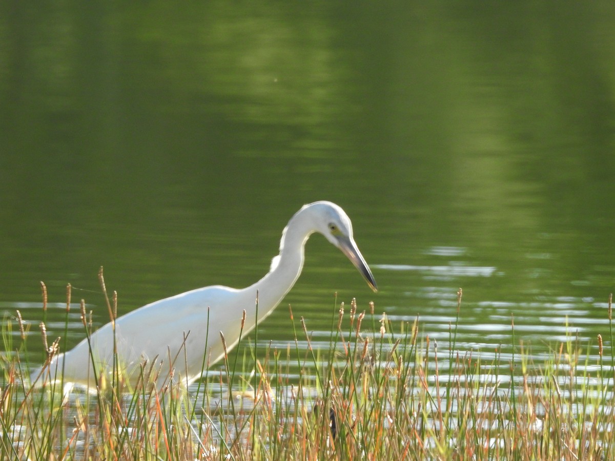 Snowy Egret - ML498500951