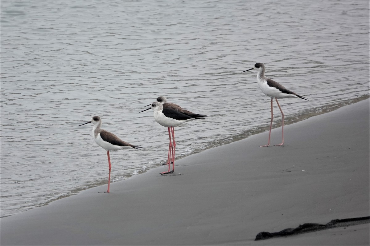 Black-winged Stilt - 志民 蘇