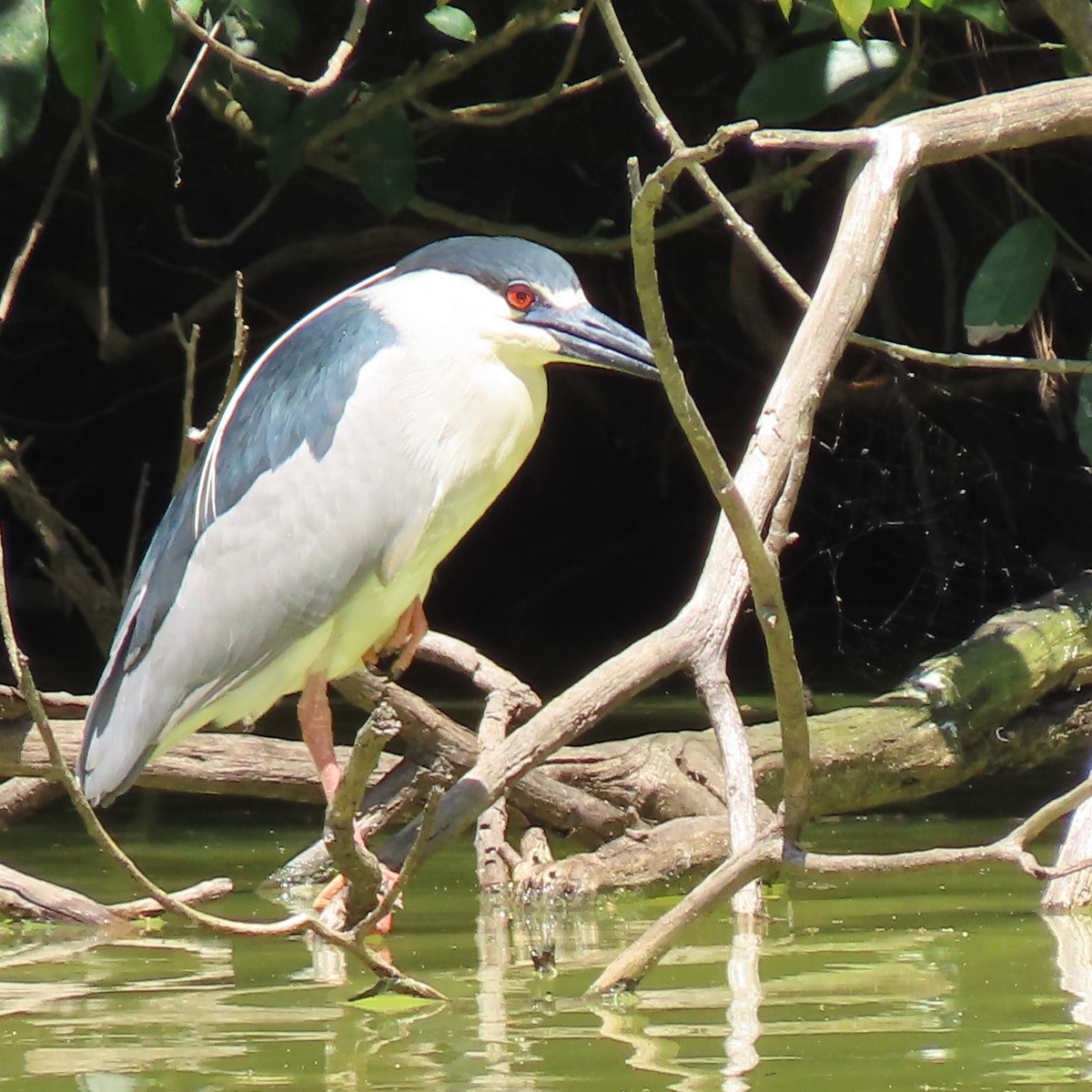 Black-crowned Night Heron - ML498501411