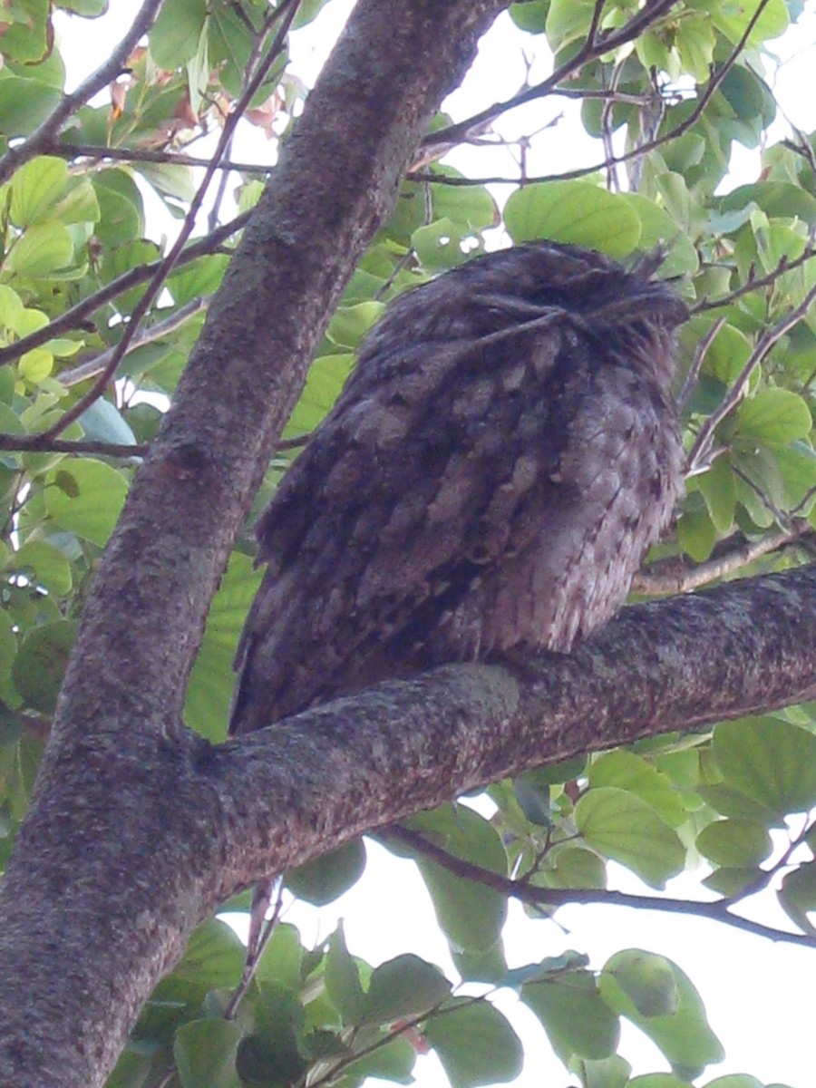 Tawny Frogmouth - ML498502161