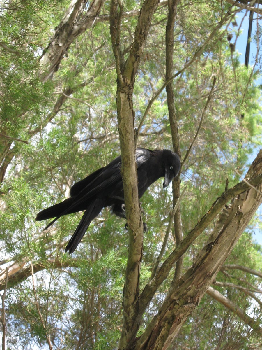 Torresian Crow - ML498502331