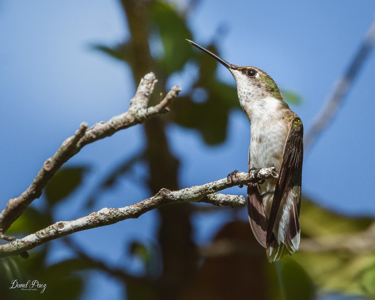 Ruby-throated Hummingbird - David Paez