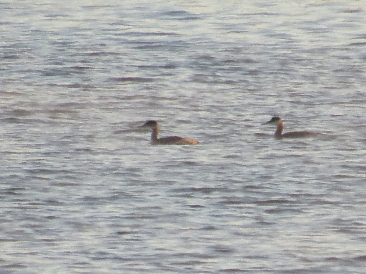 Red-necked Grebe - ML498503251