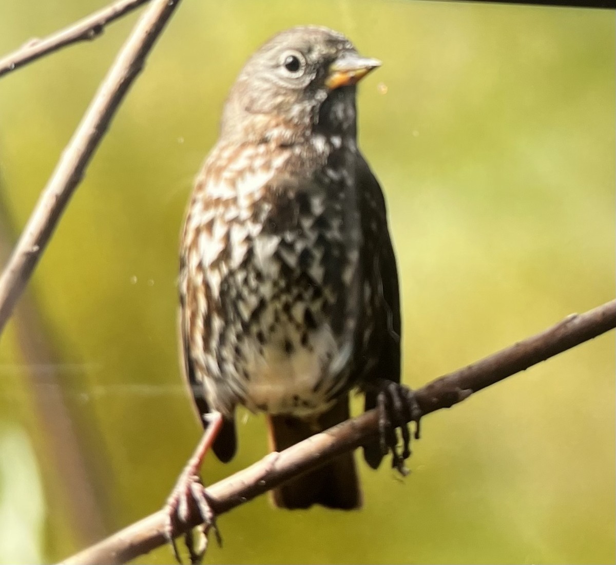 Fox Sparrow - ML498503991