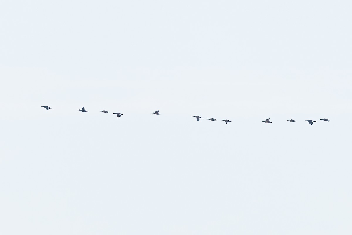 White-winged Scoter - Steve Kelling