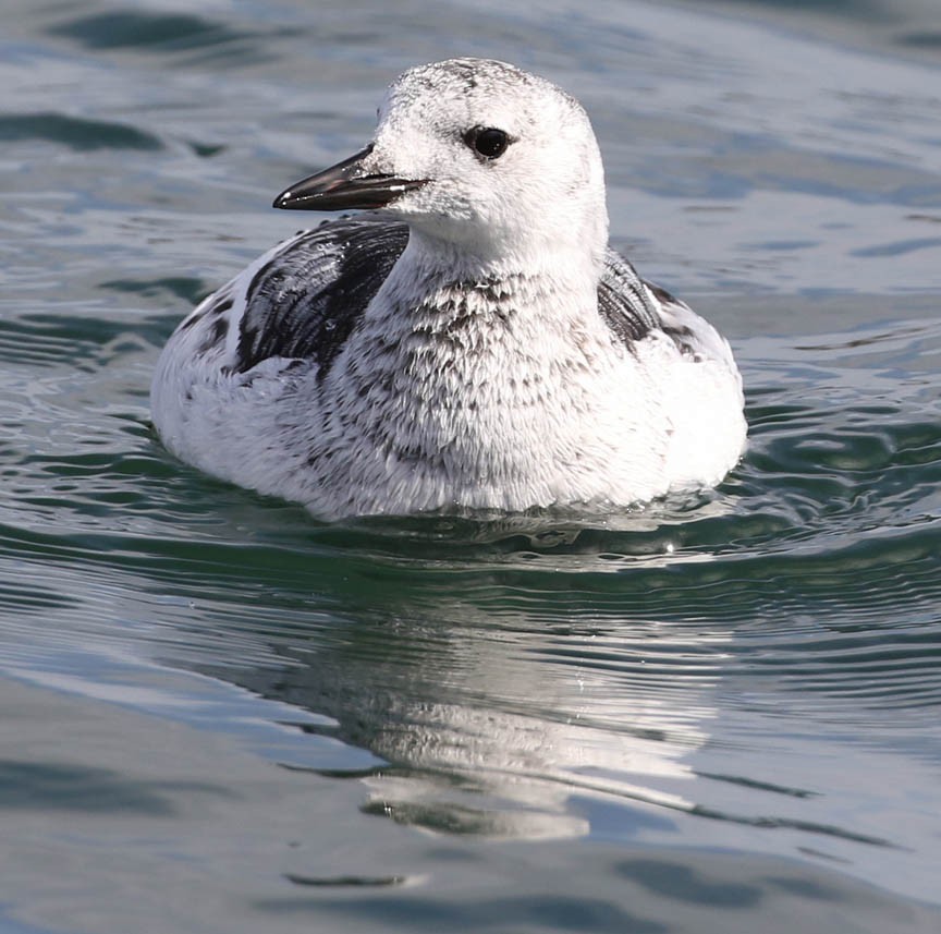 Black Guillemot - Mark Dennis