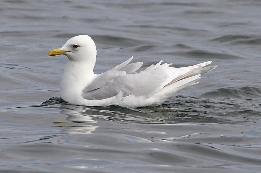 Iceland Gull (kumlieni/glaucoides) - Mark Dennis