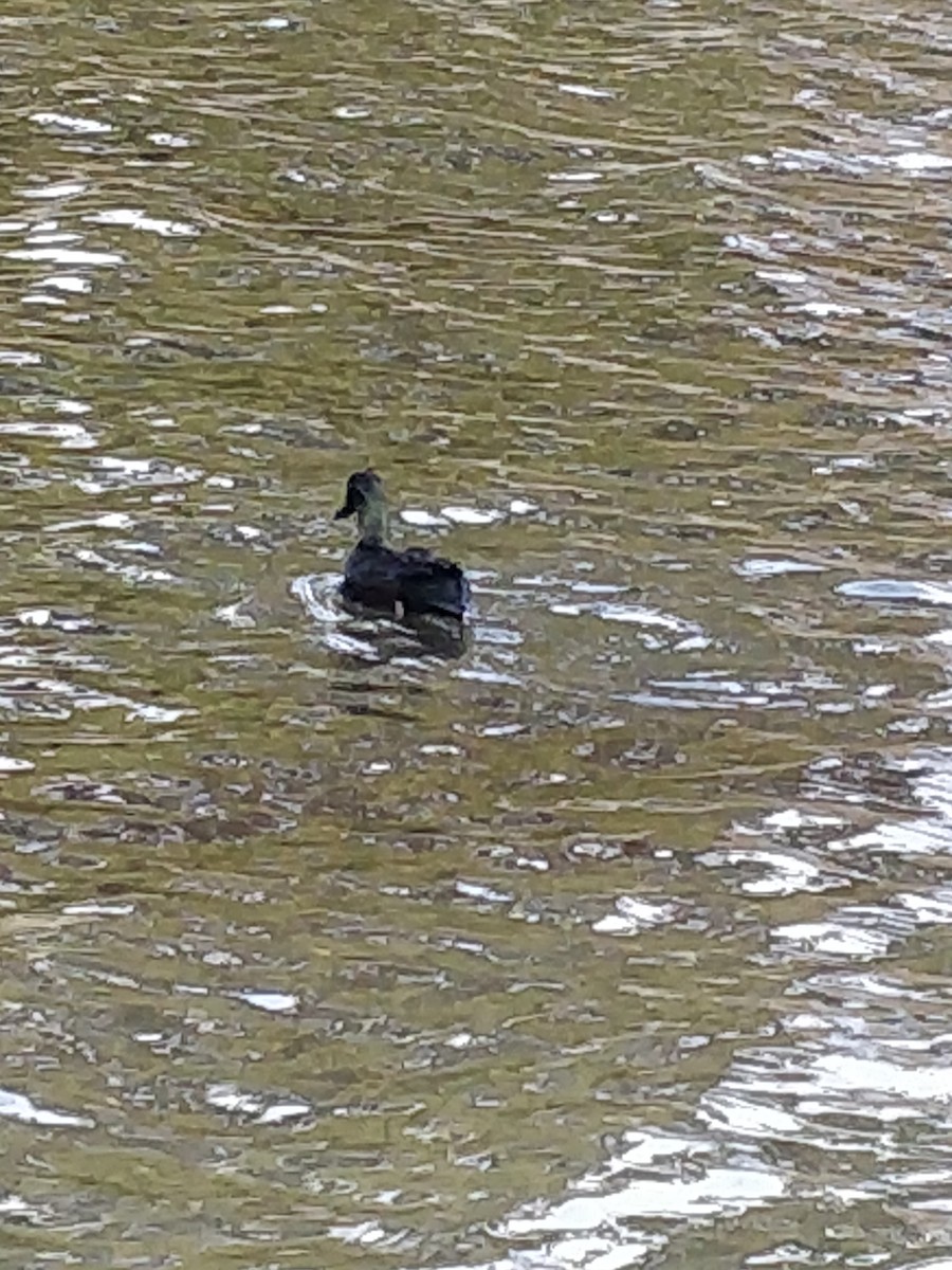 Mallard - ML498504711