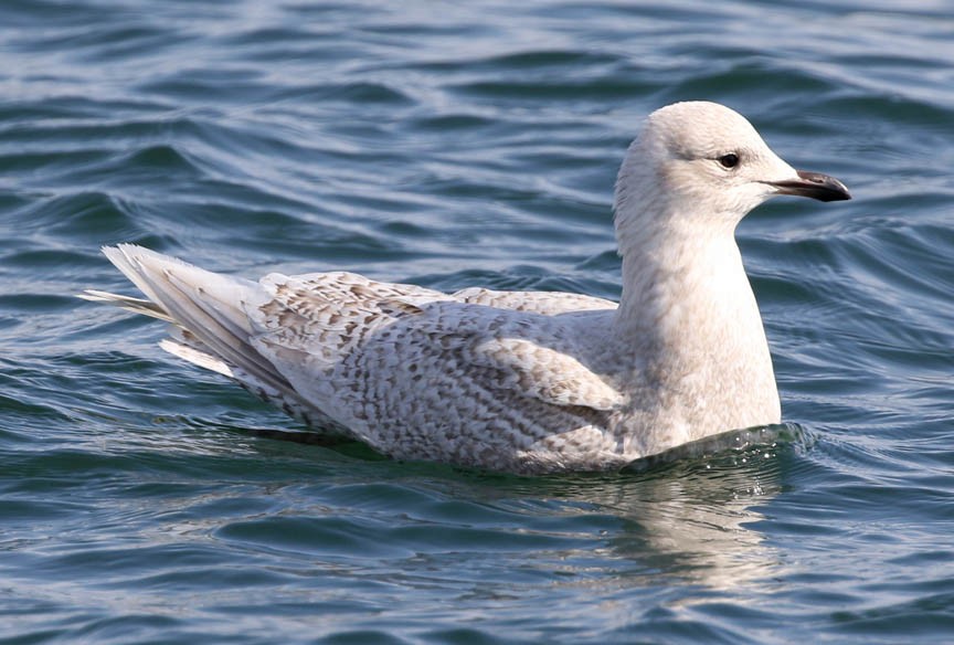 Iceland Gull (kumlieni/glaucoides) - Mark Dennis