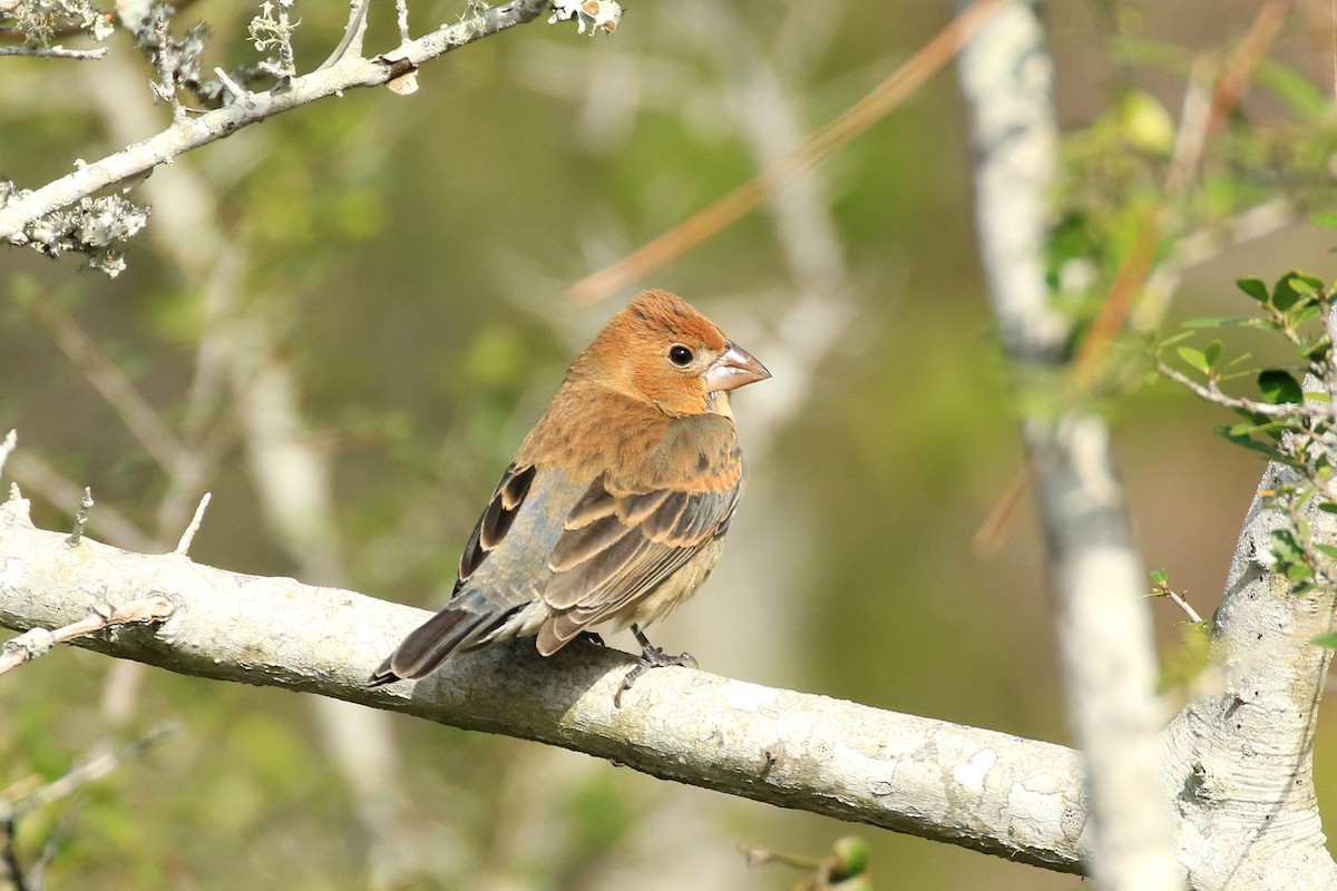 Blue Grosbeak - Jerry Callaway