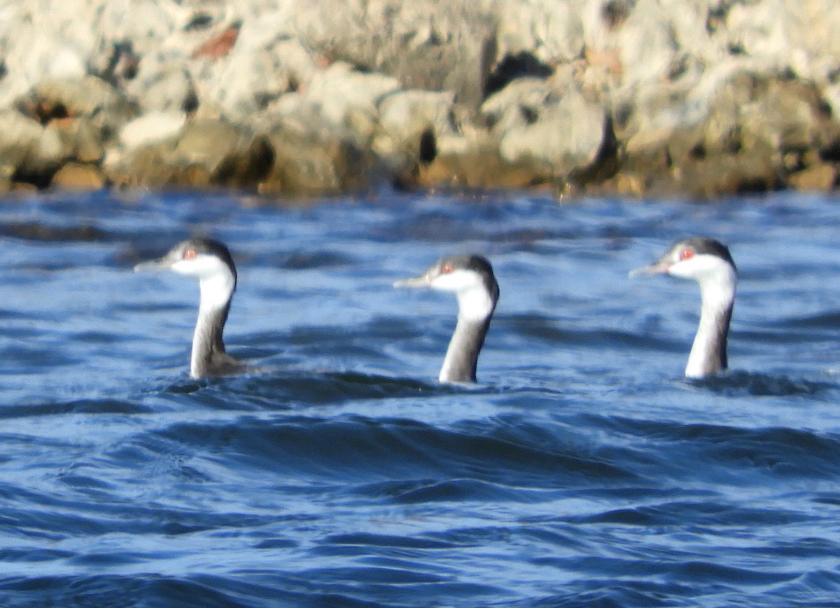 Horned Grebe - ML498507041