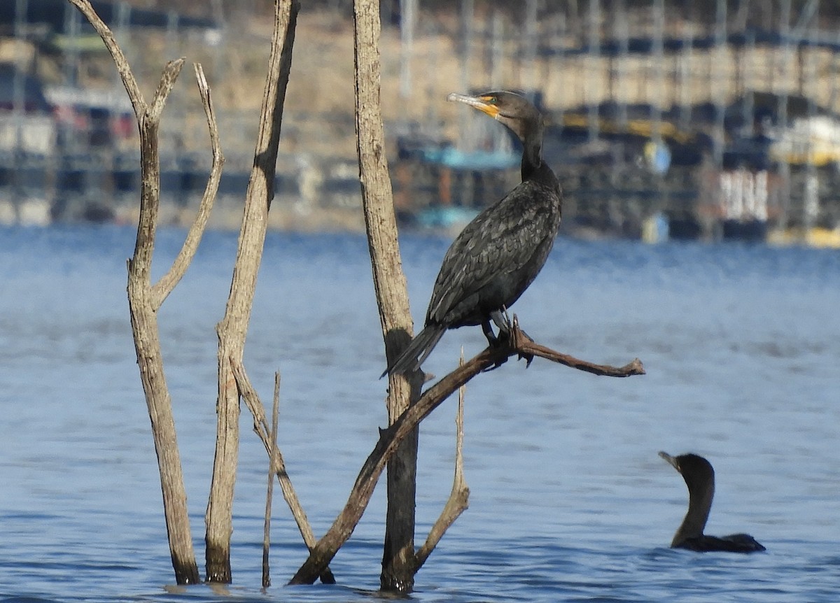 Double-crested Cormorant - ML498507281