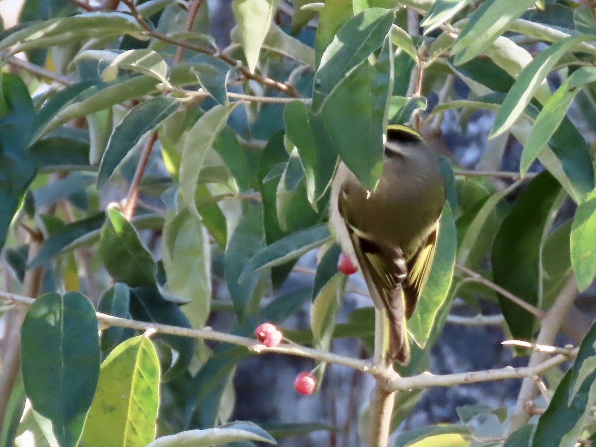 Golden-crowned Kinglet - ML498507611