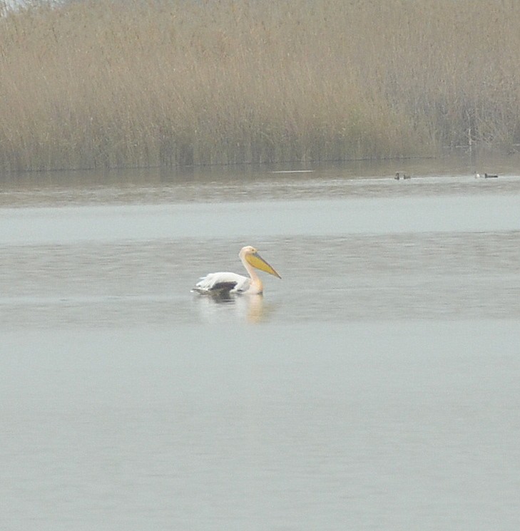 Great White Pelican - Jerome Schwartz