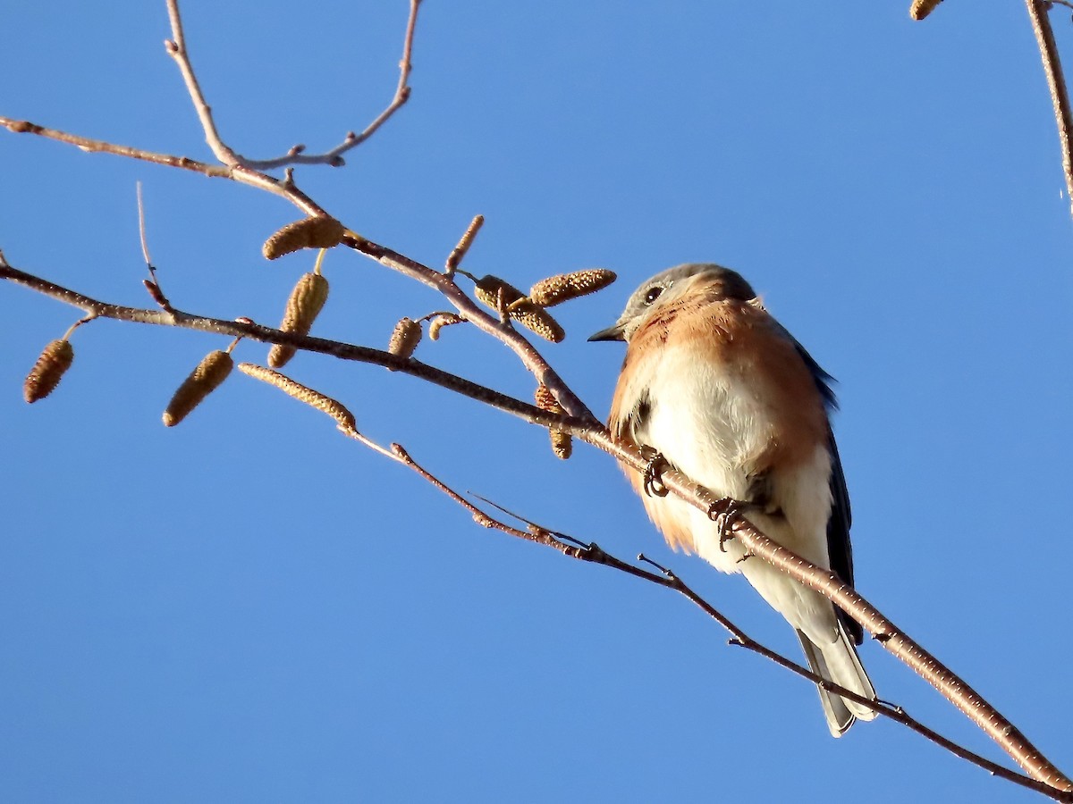 Eastern Bluebird - ML498508261