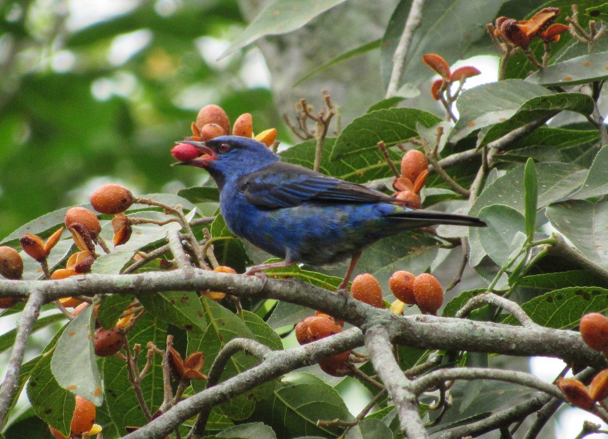 Blue Dacnis - ML498509871