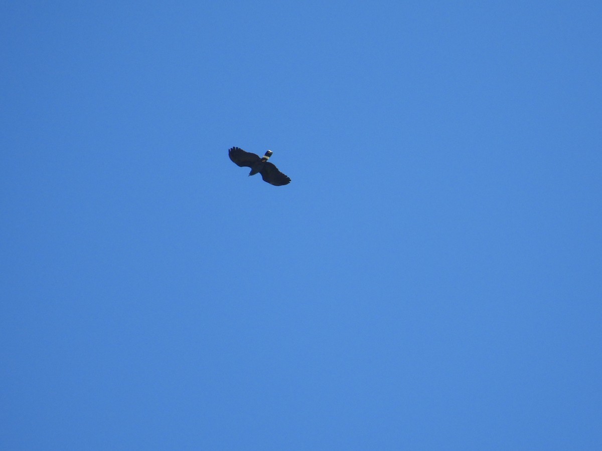 Hook-billed Kite - ML498509991