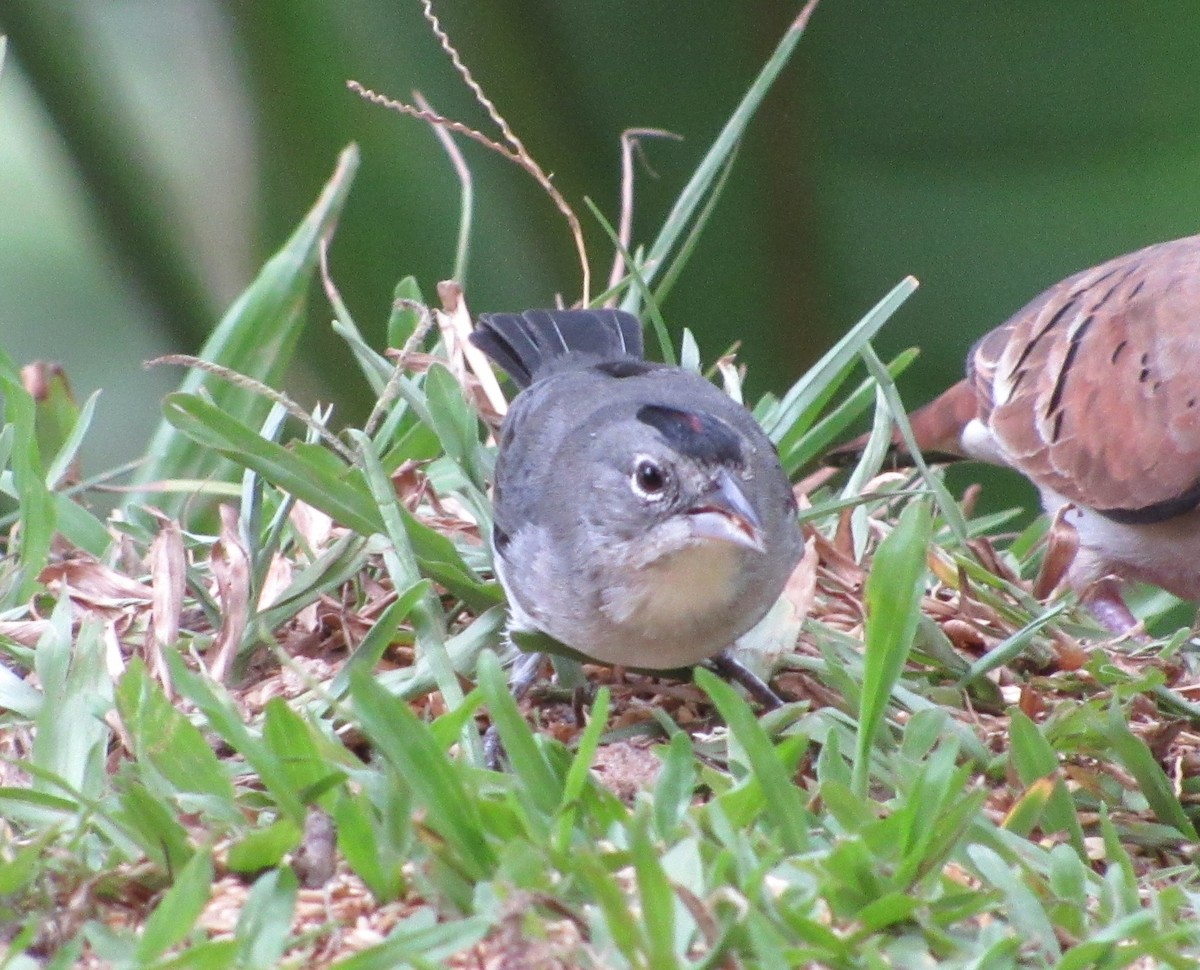 Pileated Finch - ML498510731