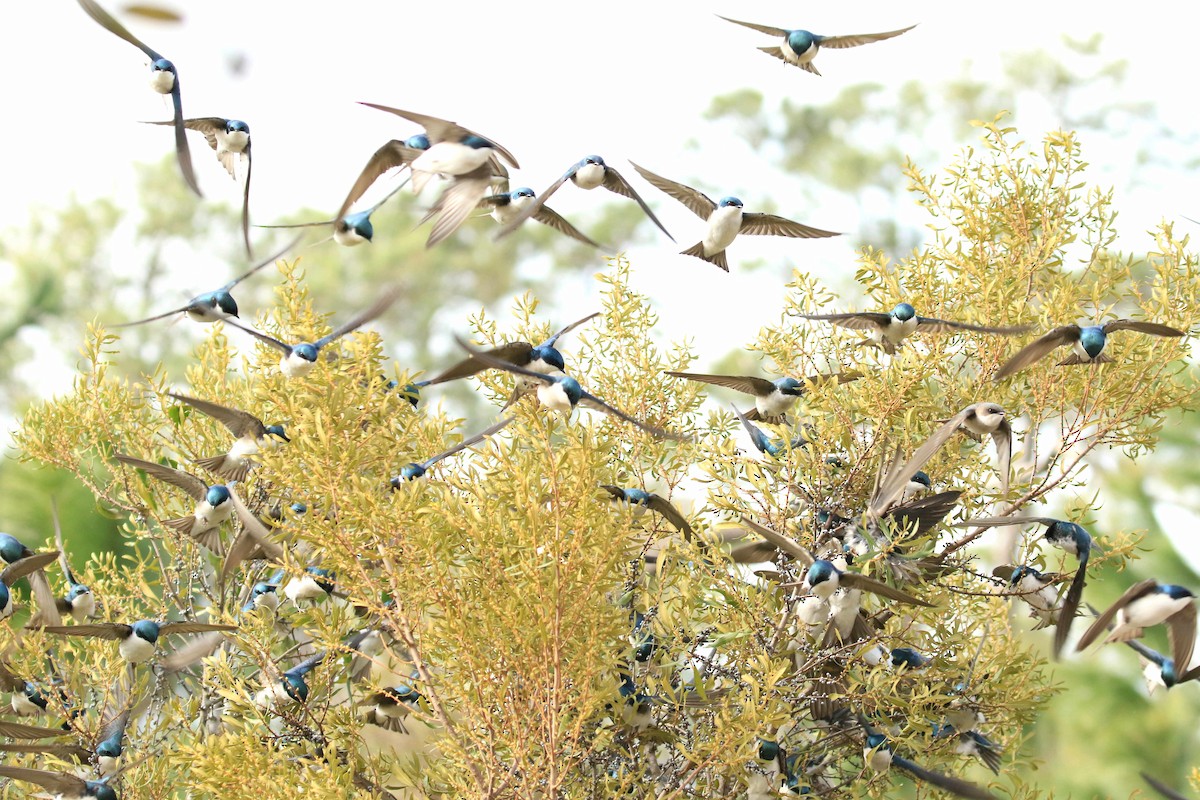 Tree Swallow - Jerry Callaway