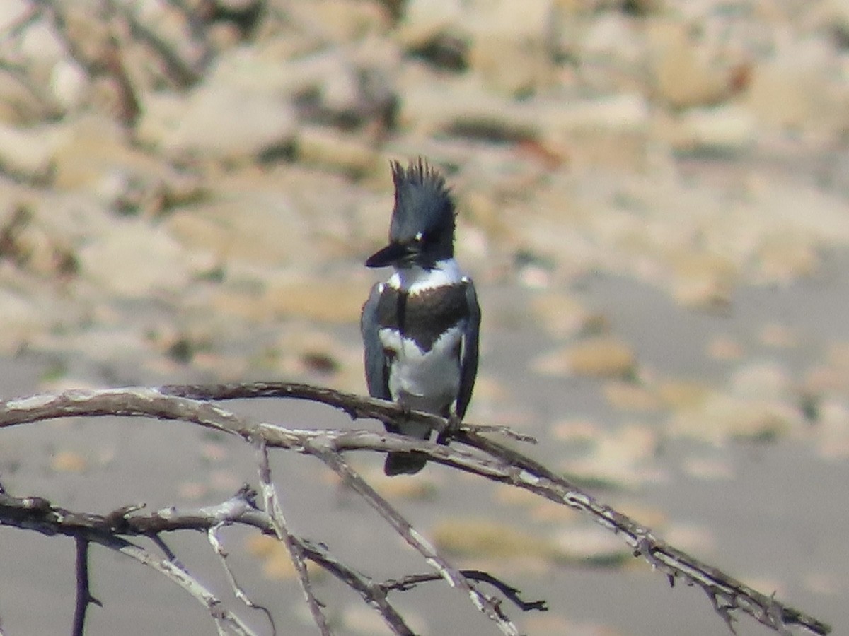 Belted Kingfisher - ML498512021