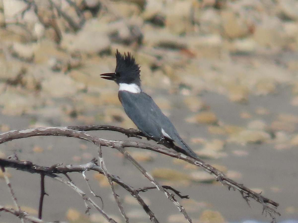 Belted Kingfisher - ML498512051