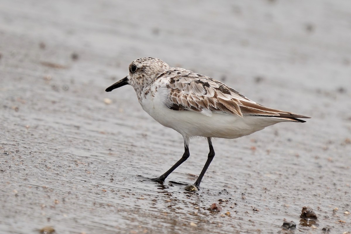 Sanderling - ML498512081