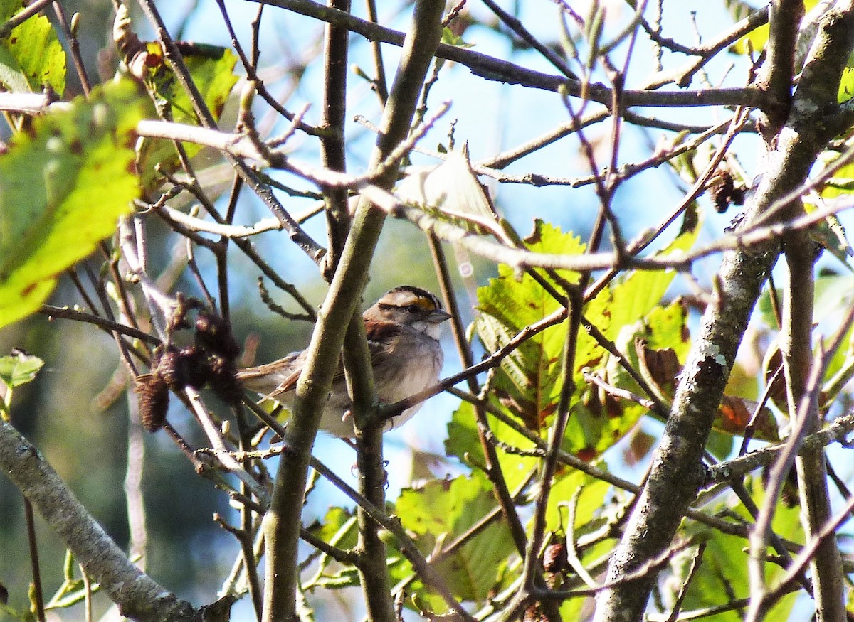 White-throated Sparrow - ML498512441