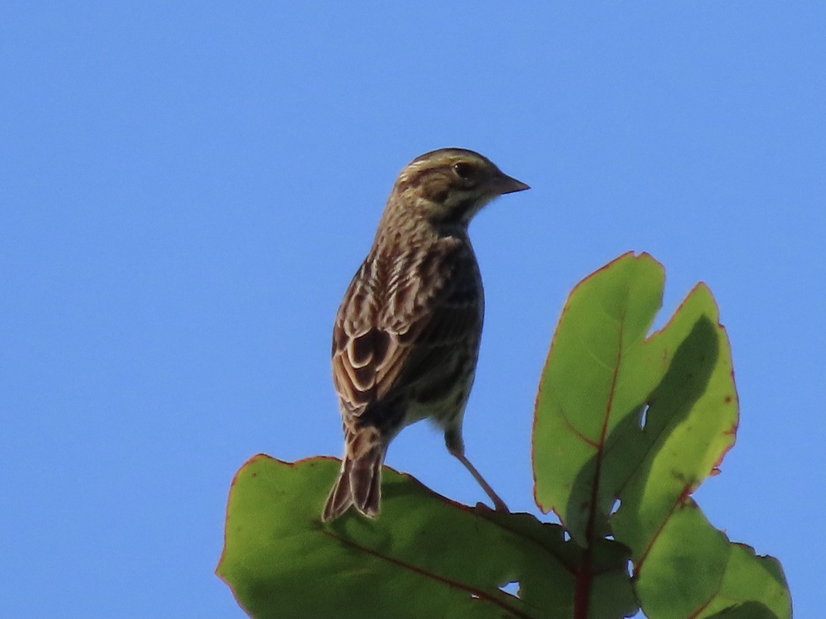 Savannah Sparrow - ML498513031