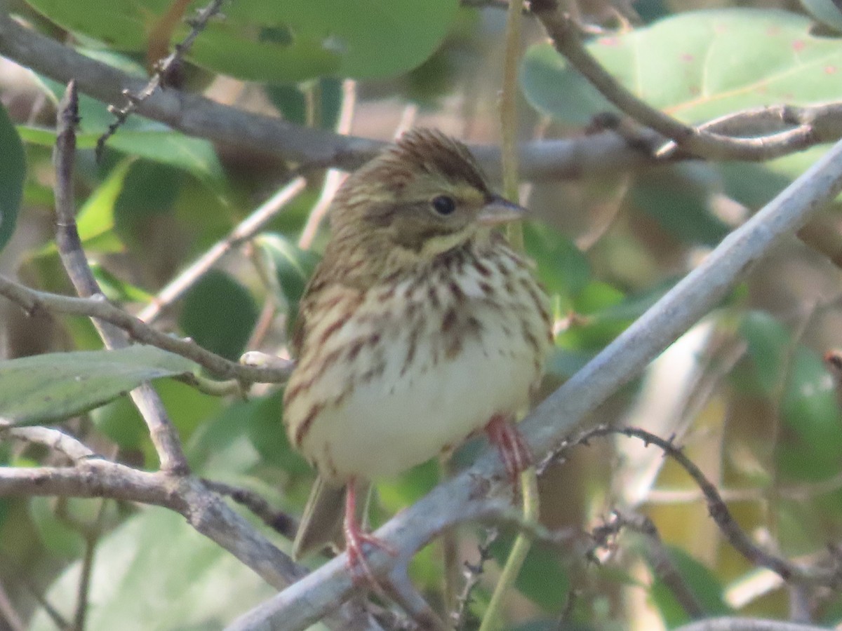 Savannah Sparrow - ML498513041