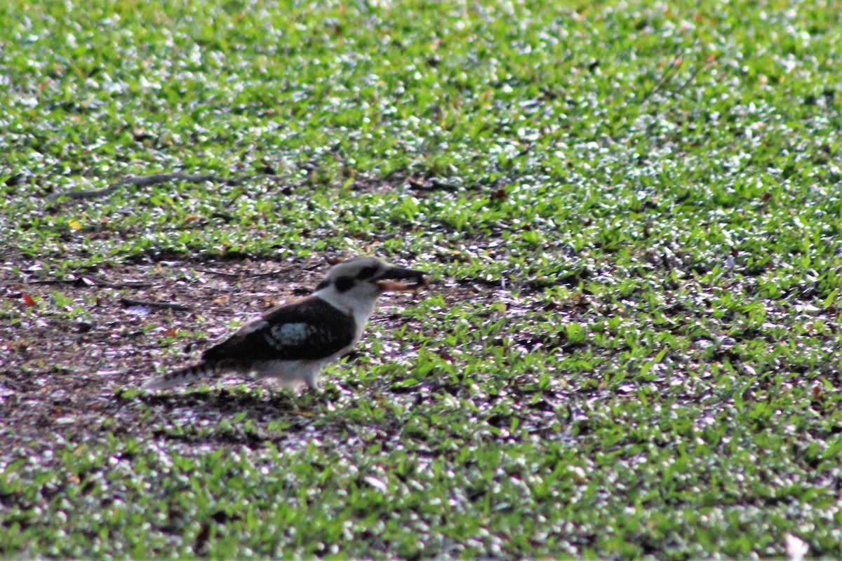 Laughing Kookaburra - Leonie Beaulieu