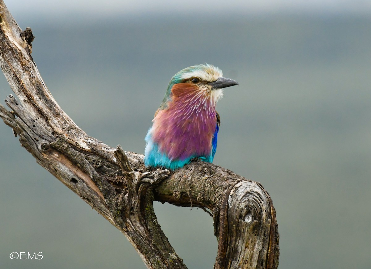 Lilac-breasted Roller - ML498514161