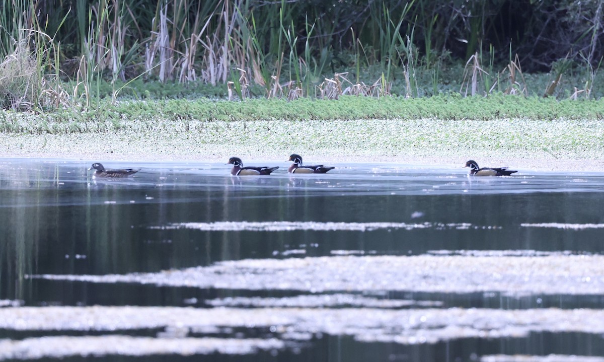 Wood Duck - ML498514471