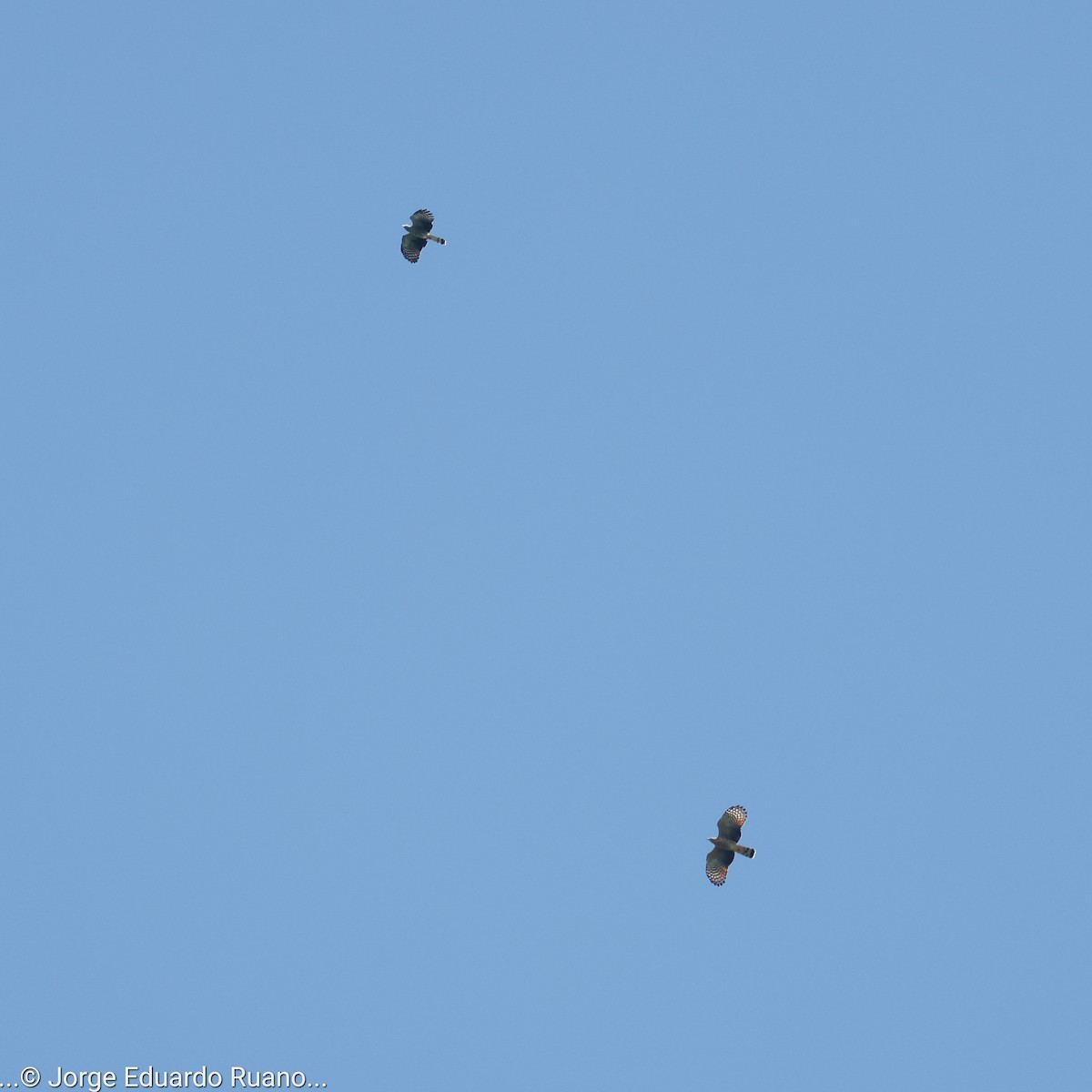 Hook-billed Kite - ML498514591