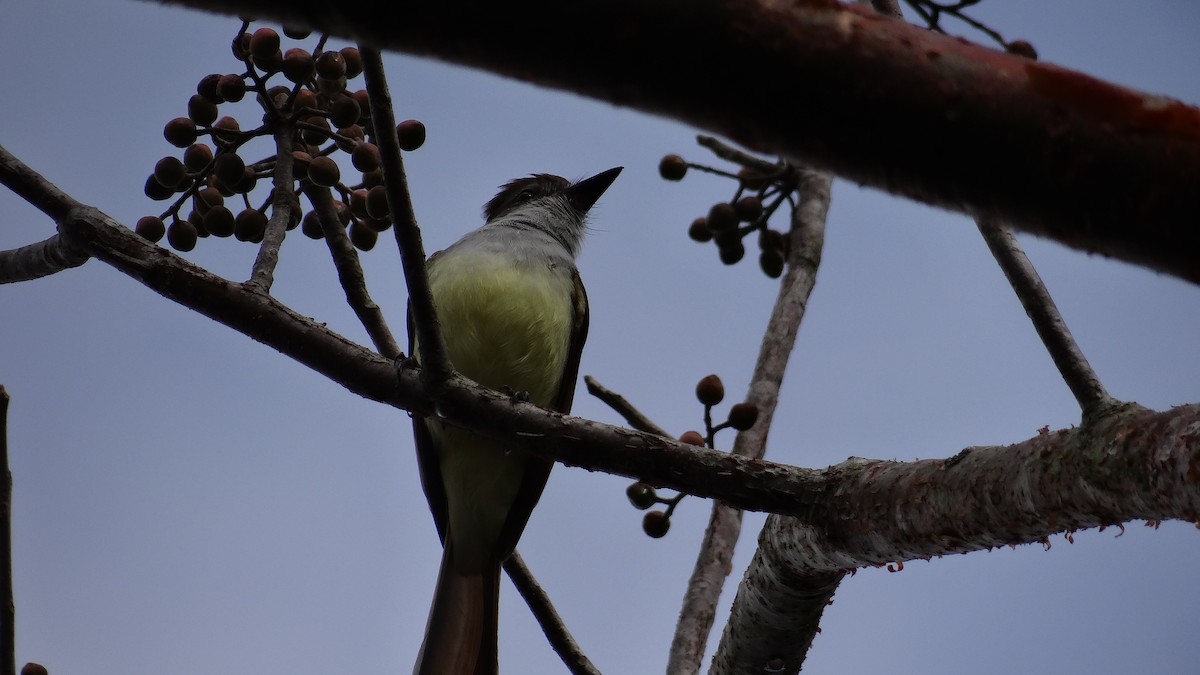 Brown-crested Flycatcher - Aurelio Molina Hernández