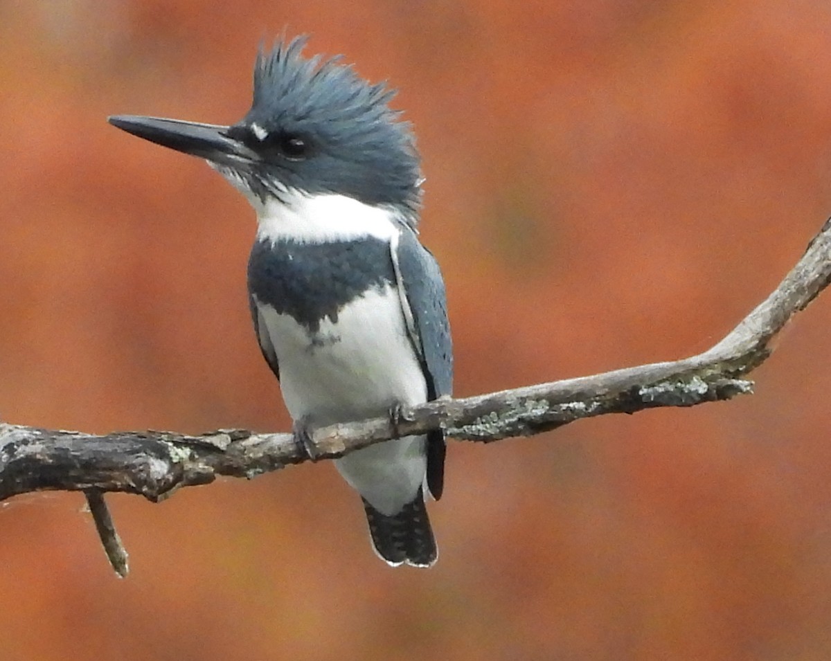 Belted Kingfisher - ML498515721