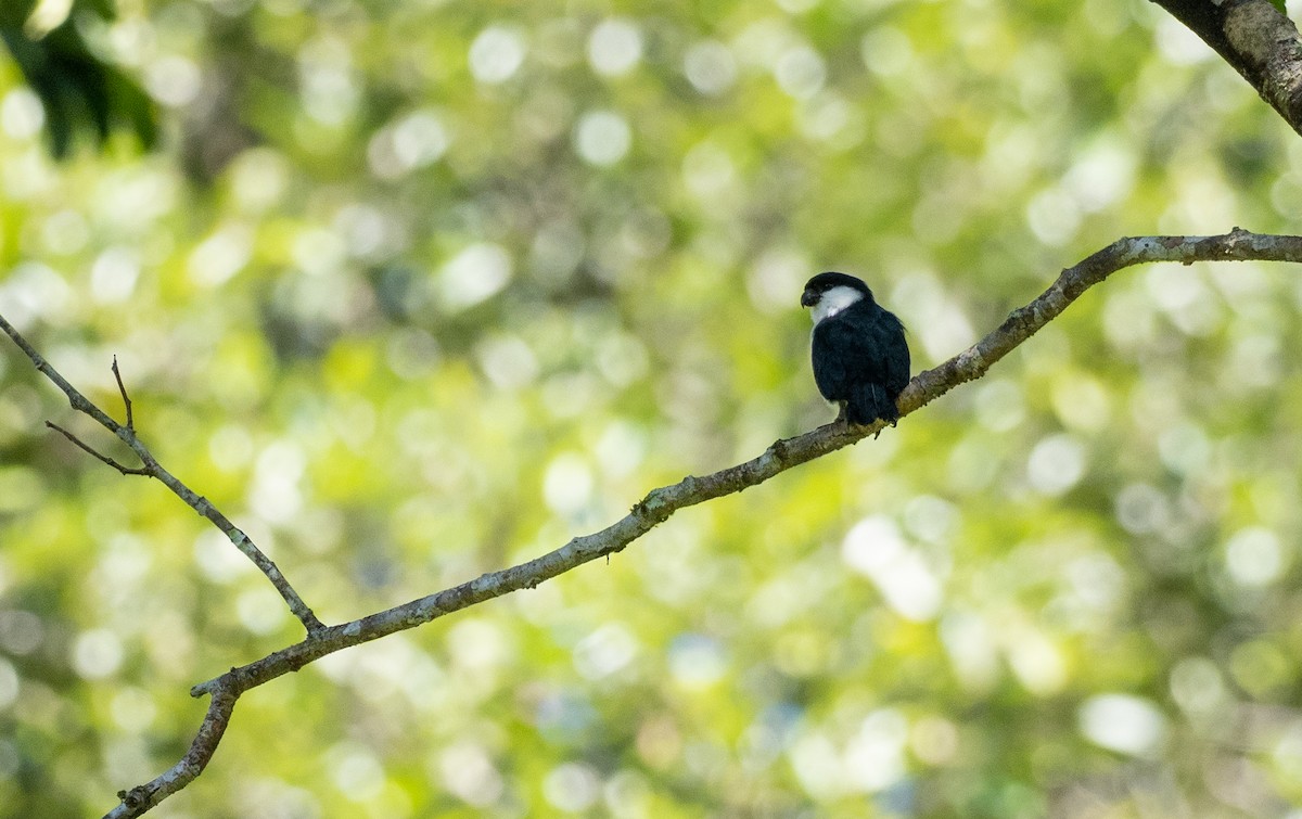 Philippine Falconet - ML498517001