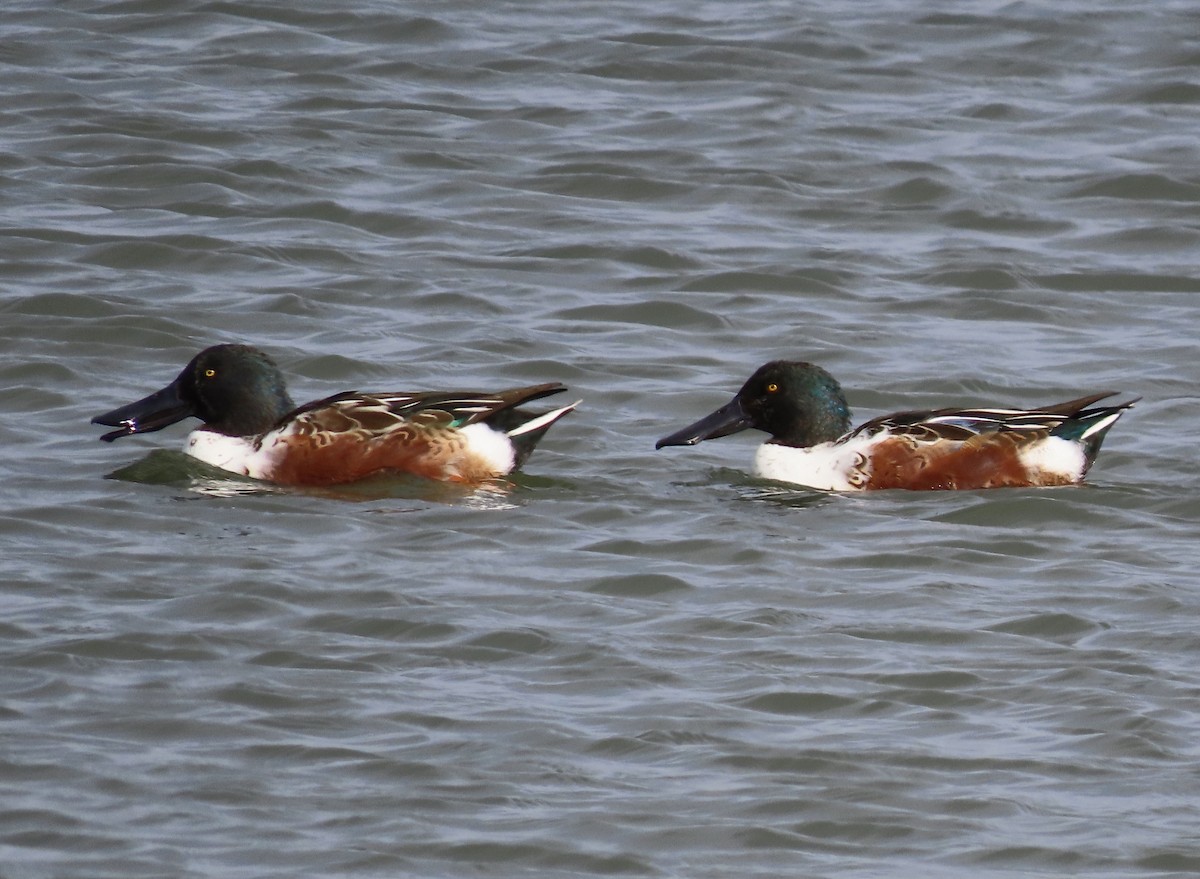 Northern Shoveler - ML498518321