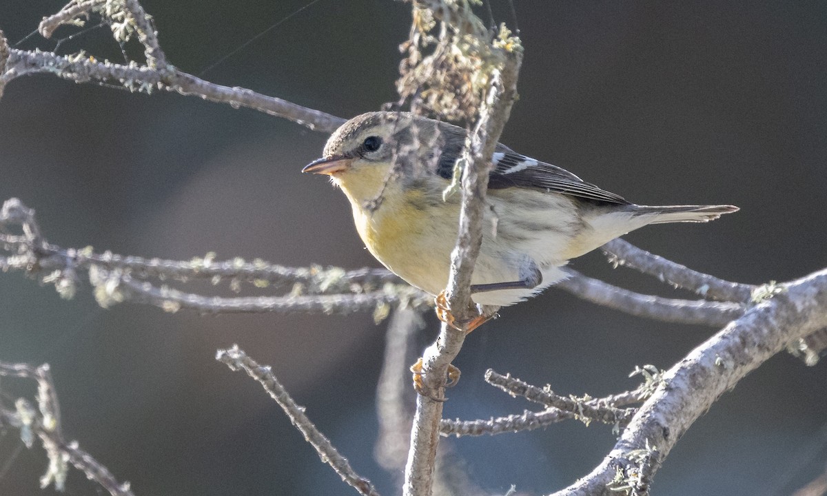 Blackburnian Warbler - Paul Fenwick