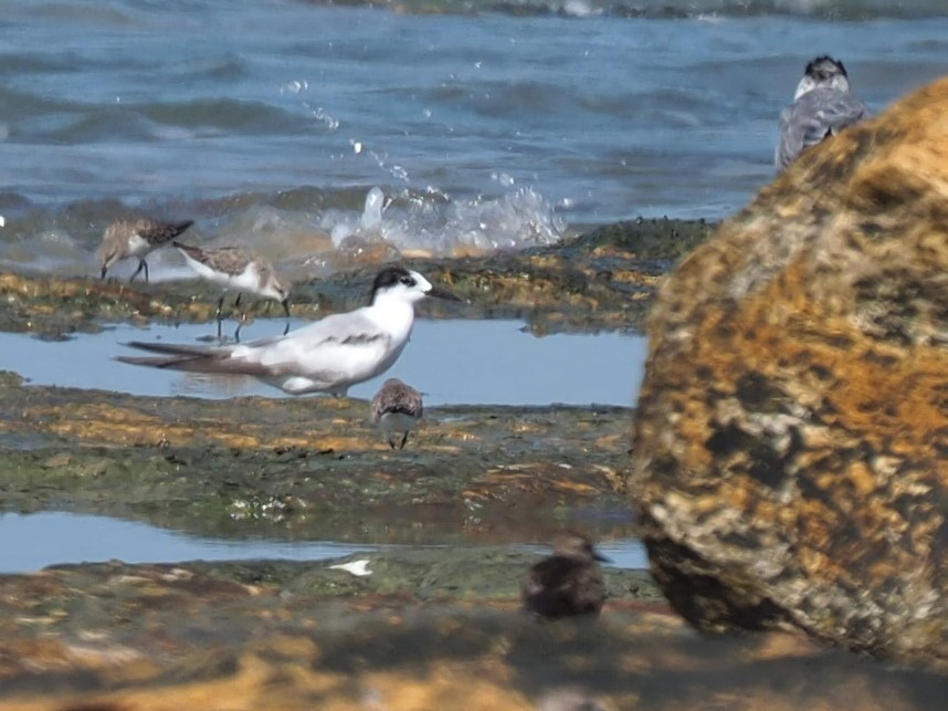 Common Tern - ML498518891