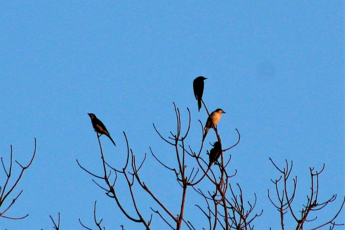 Metallic Starling (Metallic) - ML498519071