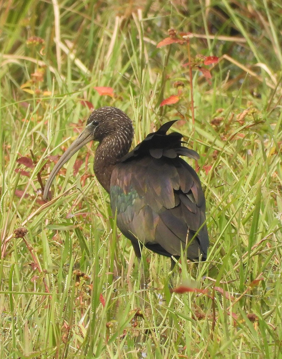 bronseibis - ML498519221