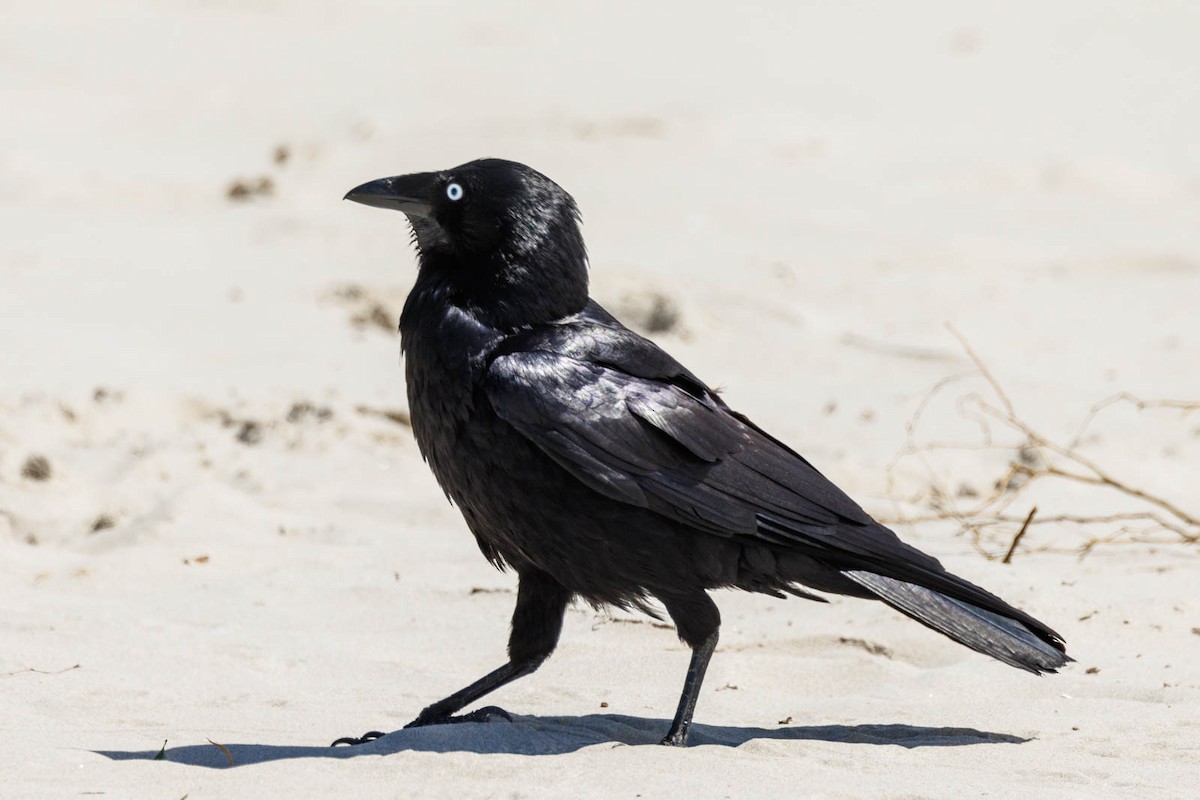 Australian Raven - ML498519611