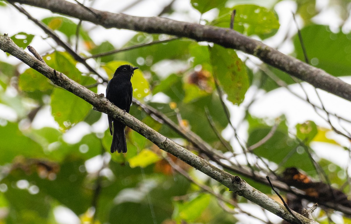 Philippine Drongo-Cuckoo - ML498519951