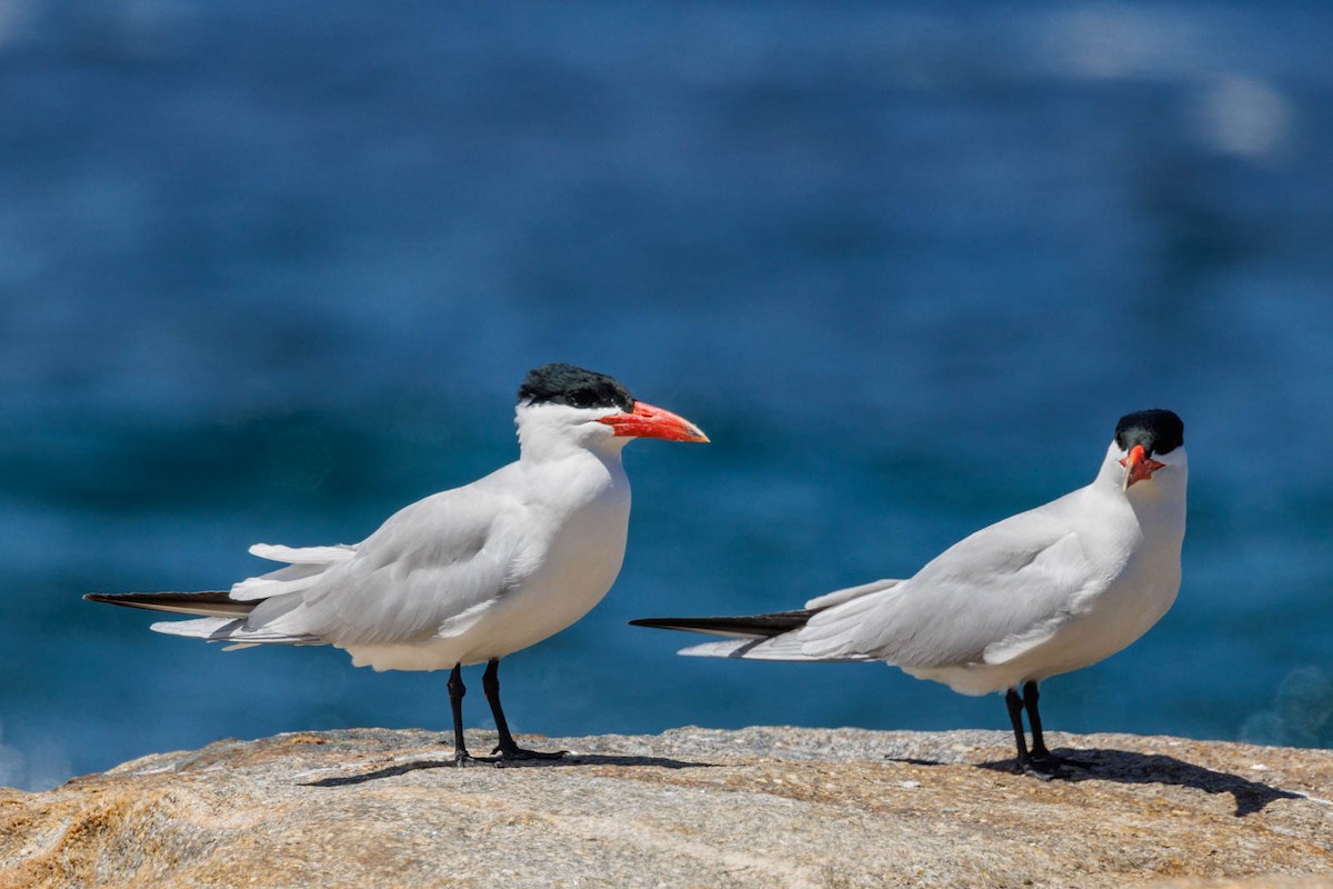 Caspian Tern - ML498520151